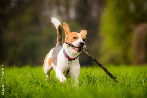 Beagle dog in a field runs with ears up and a stick