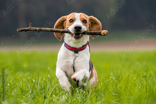 Beagle dog in a field runs with a stick towards camera. Animal background