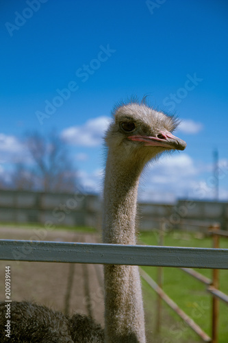 ostrich farm