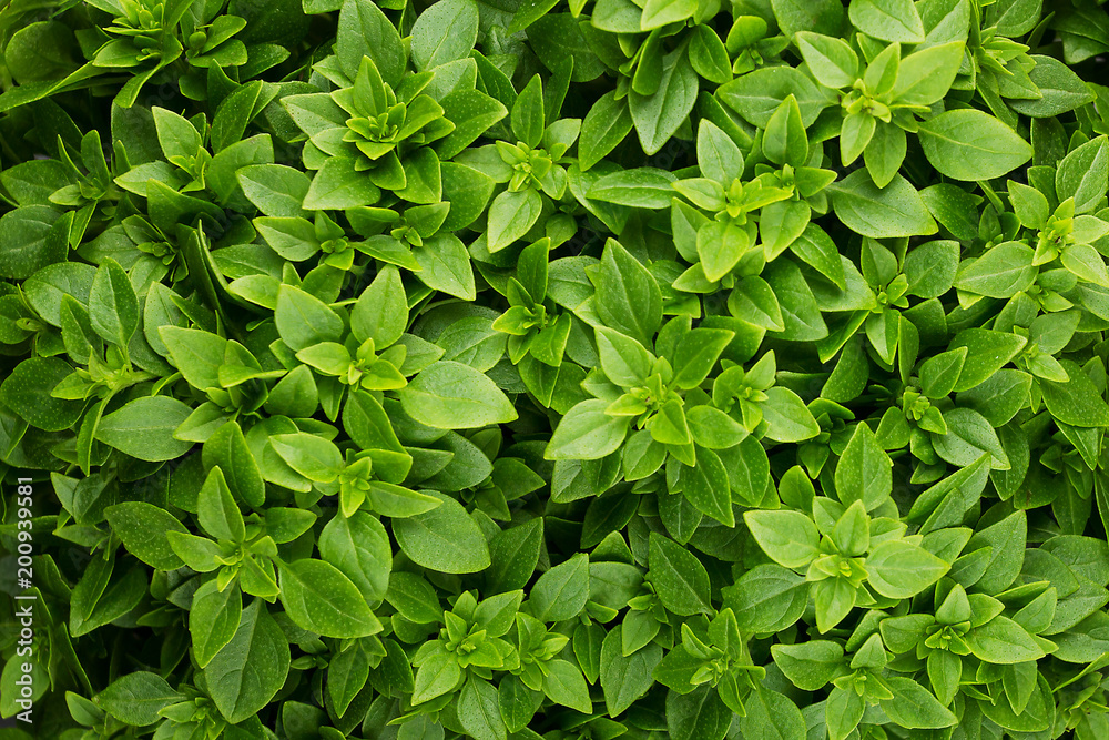 Background of fresh green Basil with small leaves Background of fresh green Basil with small leaves