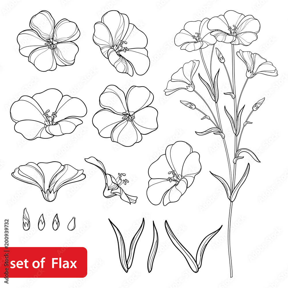 Vector set with outline Flax or Linseed or Linum flower bunch, bud and leaf in black isolated on white background. Ornate cultivated Flax plant in contour style for summer design and coloring book.  - obrazy, fototapety, plakaty 