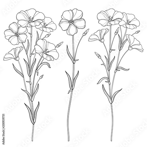 Vector set with outline Flax plant or Linseed or Linum flowers bunch, bud and leaf in black isolated on white background. Ornate cultivated Flax in contour style for summer design and coloring book. 