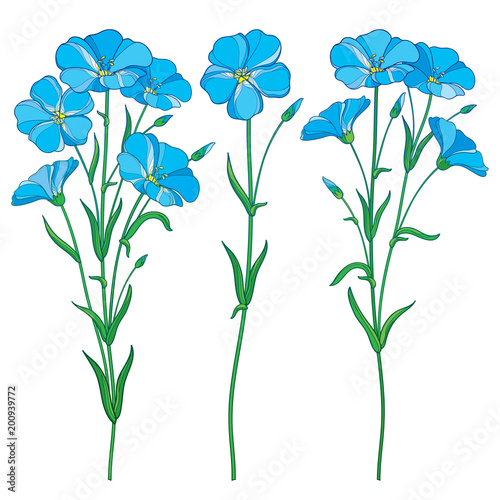 Fototapeta Naklejka Na Ścianę i Meble -  Vector set with outline blue Flax plant or Linseed or Linum flowers bunch, bud and green leaf isolated on white background. Botanical illustration of ornate Flax in contour style for summer design.