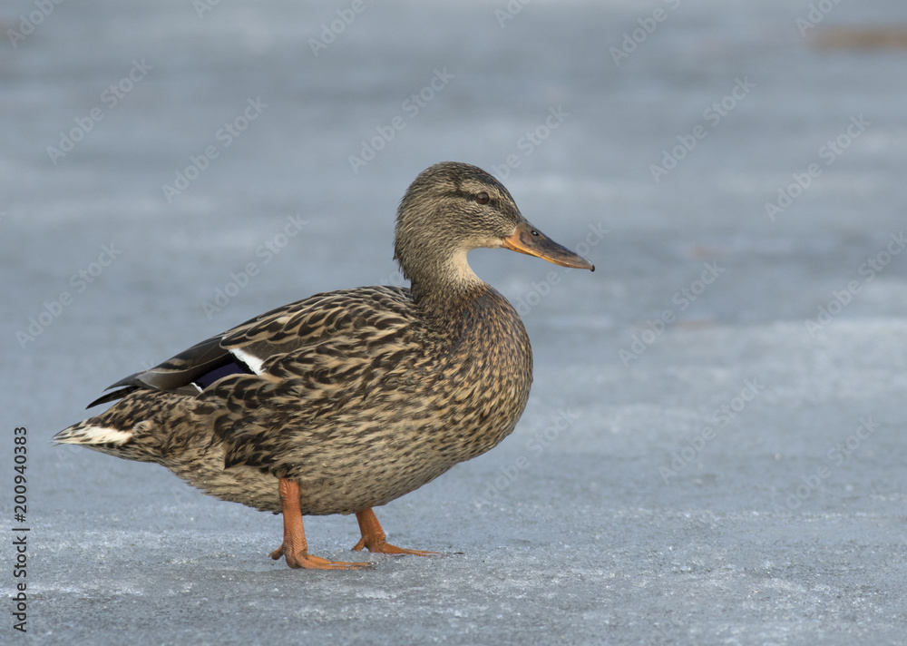 Mallard on the ice Mallard on the ice