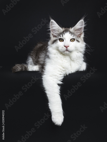 Head shot Black tabby with white Maine Coon cat / kitten laying down isolated on black background with one paw hanging over edge