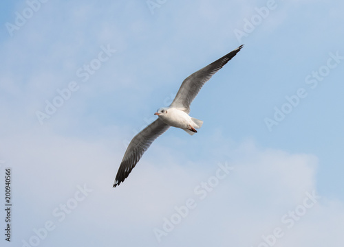 Seagulls are flying at the sea.