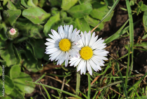 common daisy or lawn daisy (Bellis perennis)