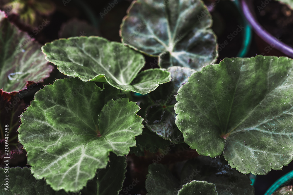 Cyclamen green leaves, macro photo, houseplant or ornamental plant before blossoming Cyclamen green leaves, macro photo, houseplant or ornamental plant before blossoming