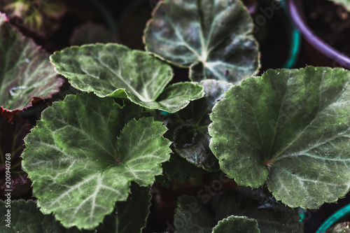 Cyclamen green leaves, macro photo, houseplant or ornamental plant before blossoming