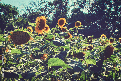Sunflower field landscape photo