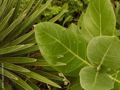 Natureza cruel 