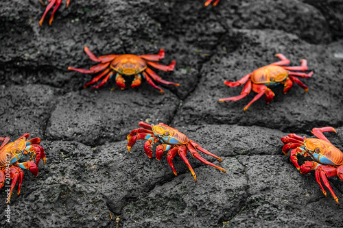 Sally Lightfoot Crabs on Galapagos Islands eating on rock. AKA Graspus Graspus and Red Rock Grab. Wildlife and animals of the Galapagos Islands, Ecuador. Famous iconic animal in Galapagos.