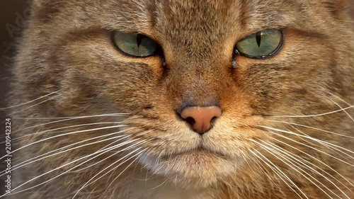 Wildcat portrait (Felis silvestris) photo