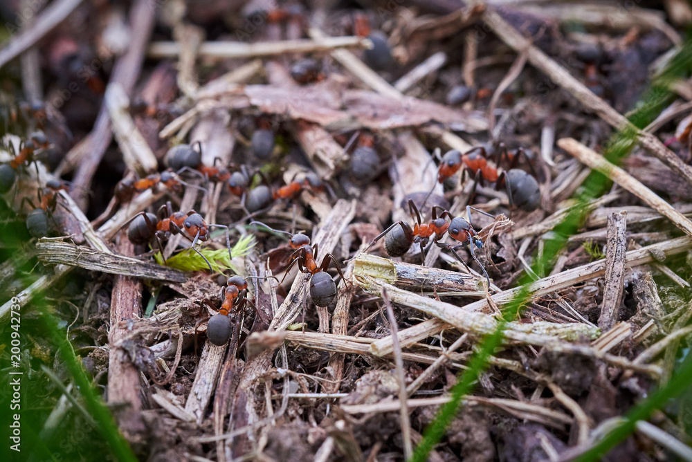 Ants (Formicidae) Ants (Formicidae)