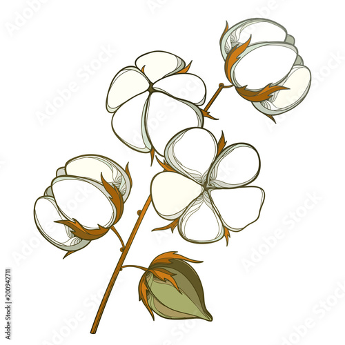 Fotografia Vector stem with outline Cotton boll with leaf and capsule in white and brown isolated on white background