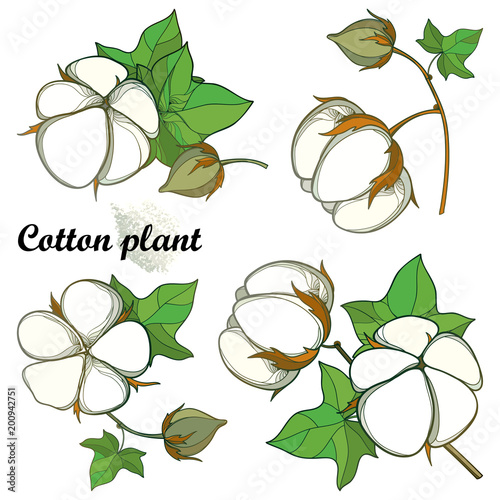Vector set with outline Cotton boll bunch with green leaf and capsule isolated on white background. Ornate agriculture cultivated Cotton ball plant in contour style for summer design. 