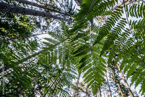 Farnwedel im Wald