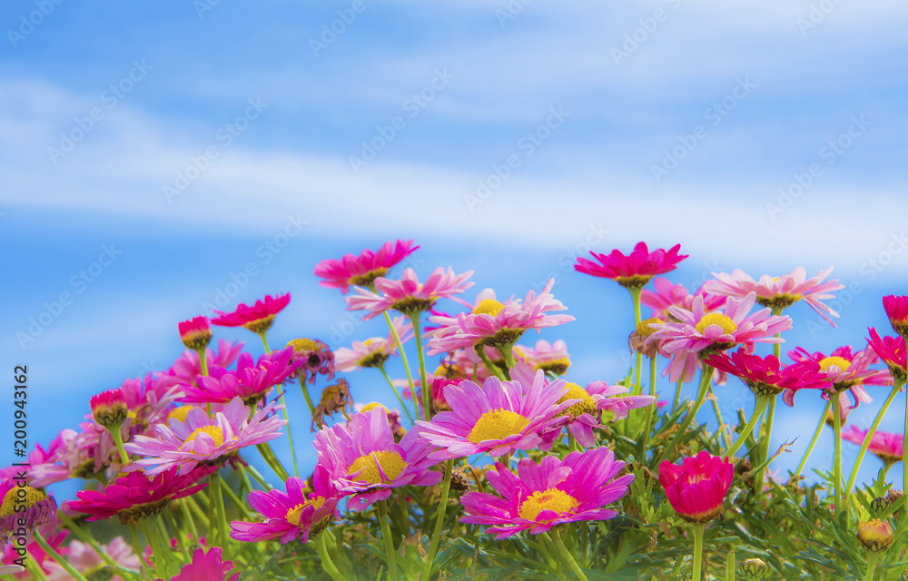 flores de colores en el campo bajo el cielo azul Stock Photo | Adobe Stock
