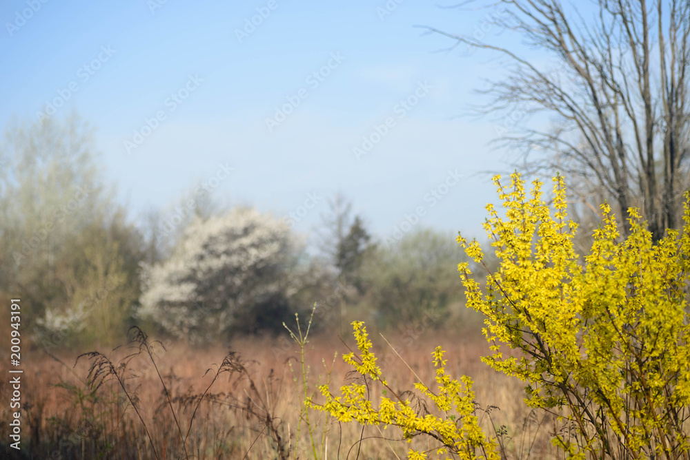 Obraz premium spring landscape with blooming forsythia