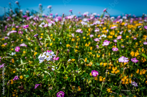 flowery meadow in spring