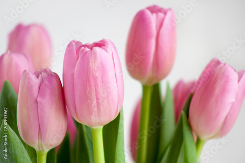 Group of pink tulips isolated on white background.