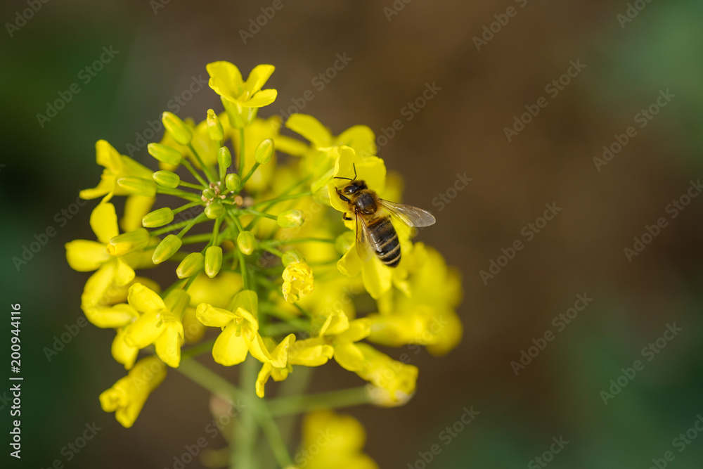 Une abeille sur les fleurs de colza (canola).