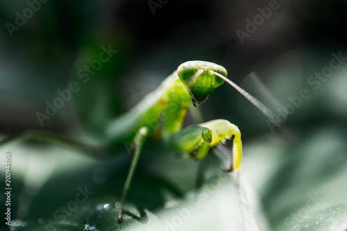 Praying mantis on green leaf © Beach boy 2024