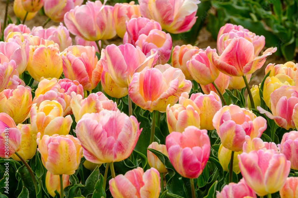Tulipes perroquet (apricot parrot) couleur rose orange gros plan.