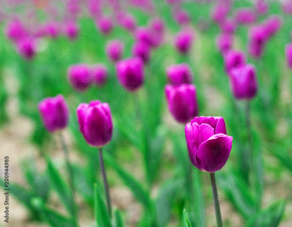 Tulips blooming on the flowerbed. Tulips blooming on the flowerbed.