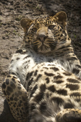 Fototapete Panther Gefleckter Leopard liegt entspannt auf Rücken  © photoPepp