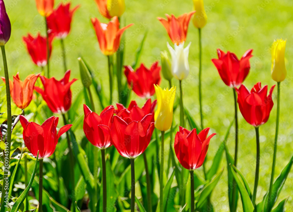 Beautiful tulips grow on a flower bed. Beautiful tulips grow on a flower bed.
