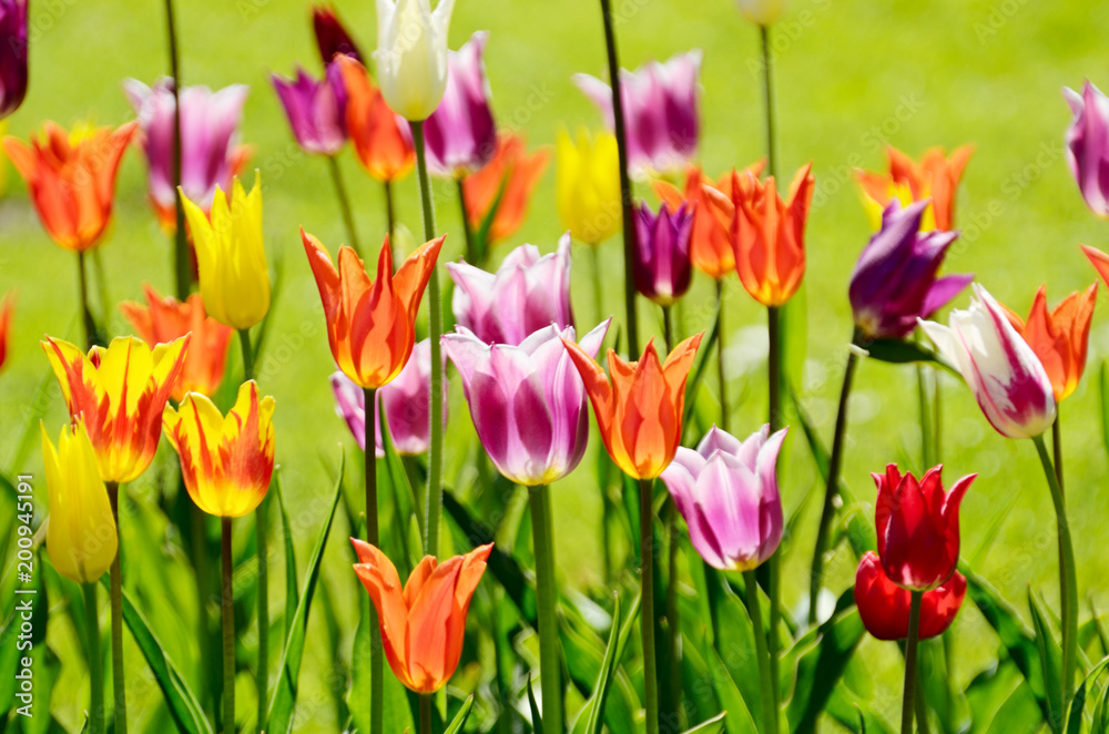 Obraz premium Beautiful tulips grow on a flower bed.