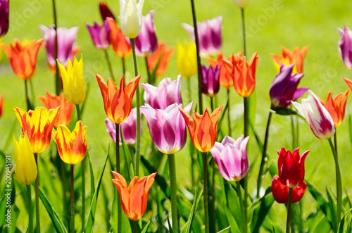 Beautiful tulips grow on a flower bed.