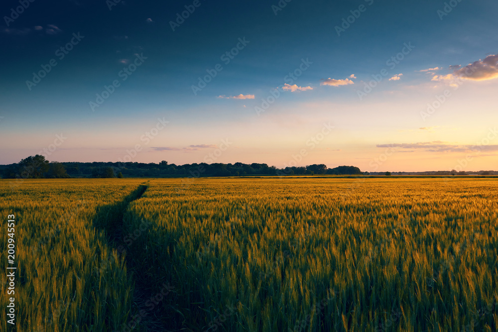 beautiful sunset in field with footpath, spring landscape, bright colorful sky and clouds as background, green wheat