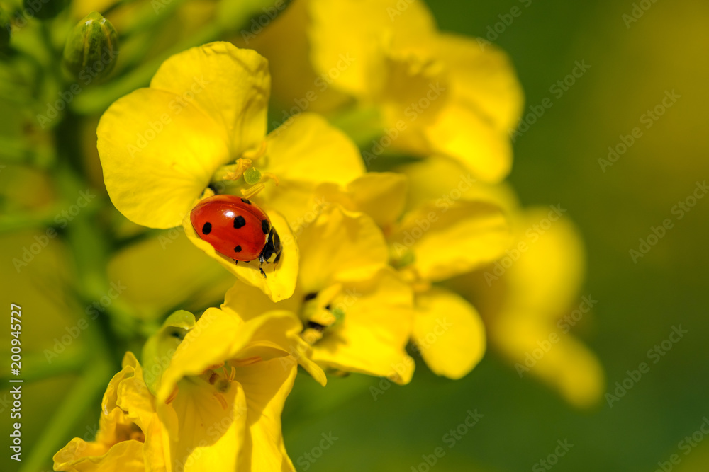 Une coccinelle sur la fleur de colza (canola).