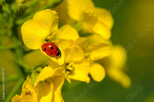 Obraz na płótnie Une coccinelle sur la fleur de colza (canola). w salonie