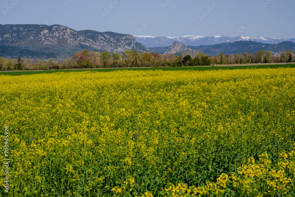 Champ de colza dans les Alpes de Haute Provence, France. Montagne de Lure en arrère plan.