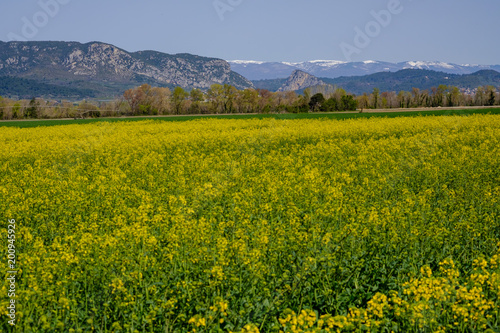 Champ de colza dans les Alpes de Haute Provence, France. Montagne de Lure en arrère plan.