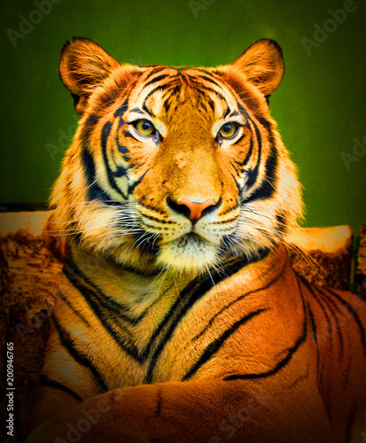 The Bengal tiger  Panthera tigris tigris . Wildlife portrait of big cat.