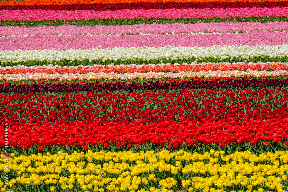 Champ de tulipes de couleurs differentes. Alpes de Haute Provence, France.