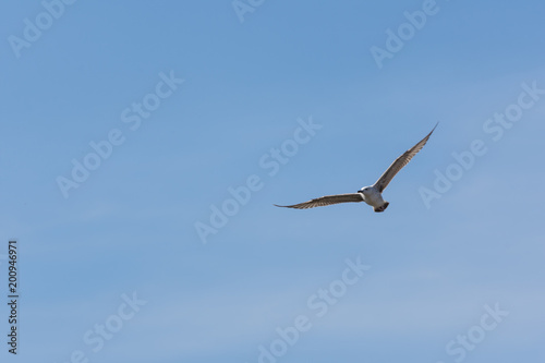 bird flying in the sky