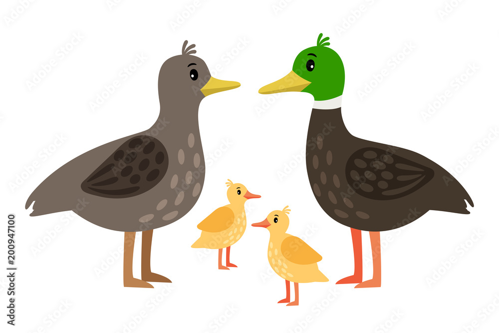 Duck family. Vector mother duck, drake and little ducklings isolated on white Duck family. Vector mother duck, drake and little ducklings isolated on white