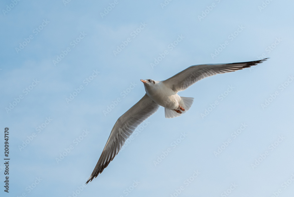 Obraz premium Seagulls are flying at the sea.