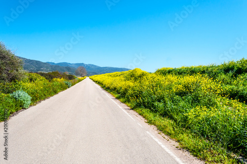 road among yellow flowers