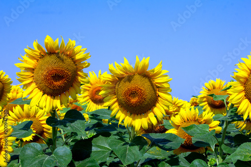 Sunflower field in the afternoon