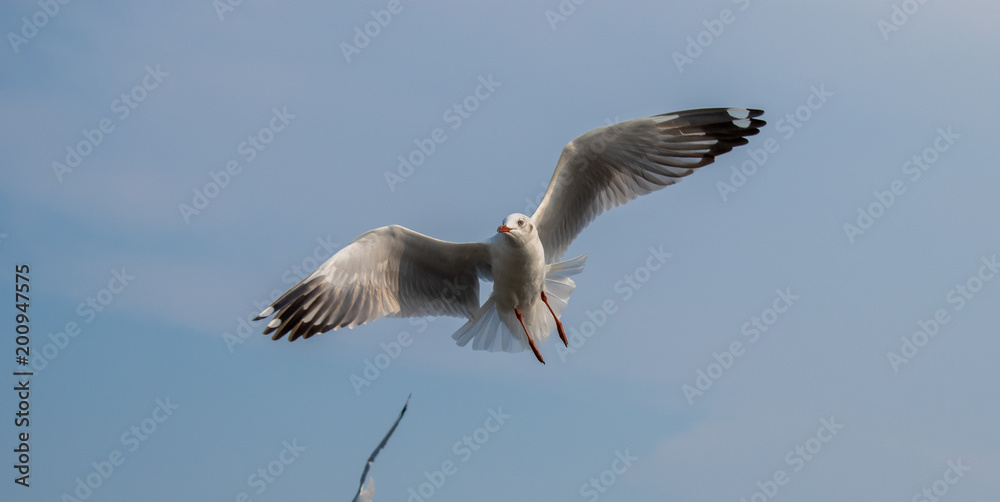 Fototapeta premium Seagulls are flying at the sea.