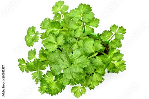 Farming,cultivation, agriculture and care of vegetables concept: young celery seedlings isolated on a white background.