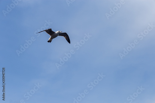 Seagull flying on clear blue sky and sun light