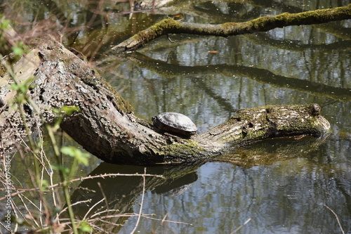 Żółwie zyjace w naturze