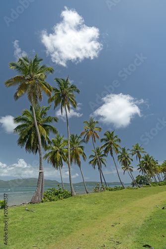 Palmeinhain auf der Halbinsel Samaná, Dominikanische Republik